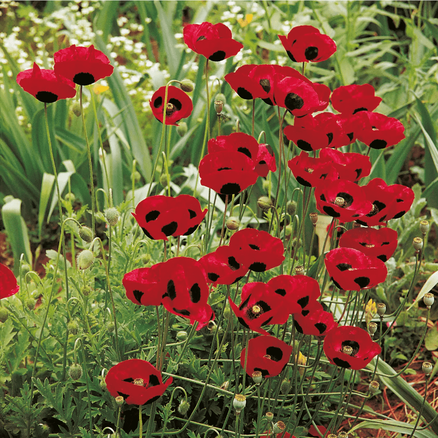 Poppy Ladybird Seeds