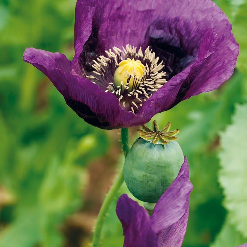 Poppy Laurens Grape