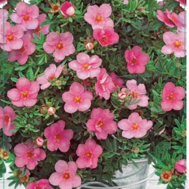 Potentilla Bella Rosa