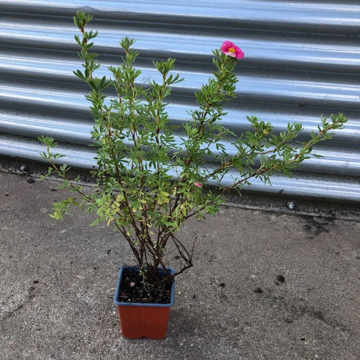 Potentilla Bella Rosa