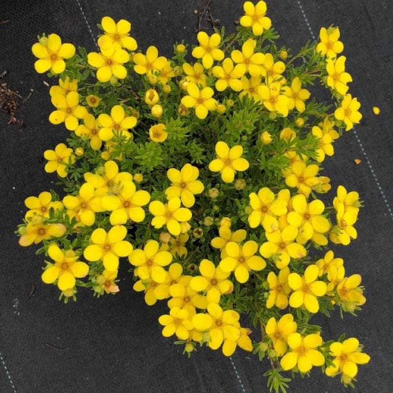 Potentilla fruticosa Bella Lindsey Shrub Plants