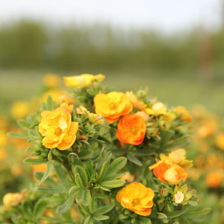 Potentilla Marmalade