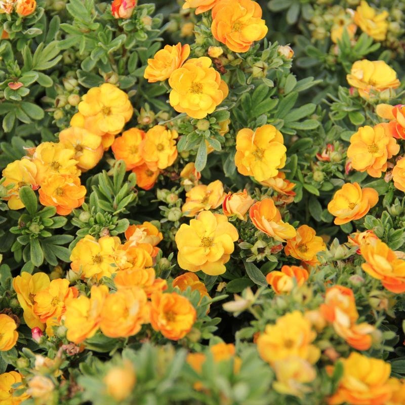 Potentilla Marmalade