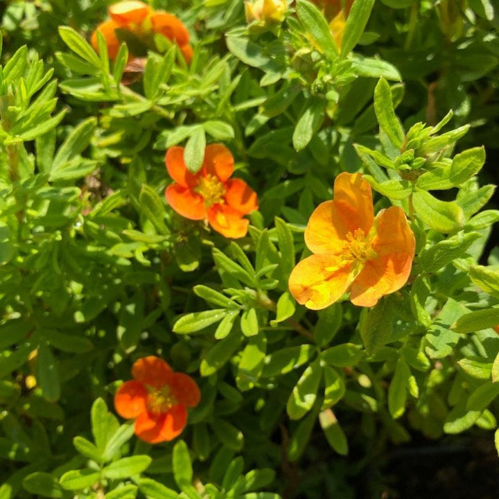 Potentilla Marmalade