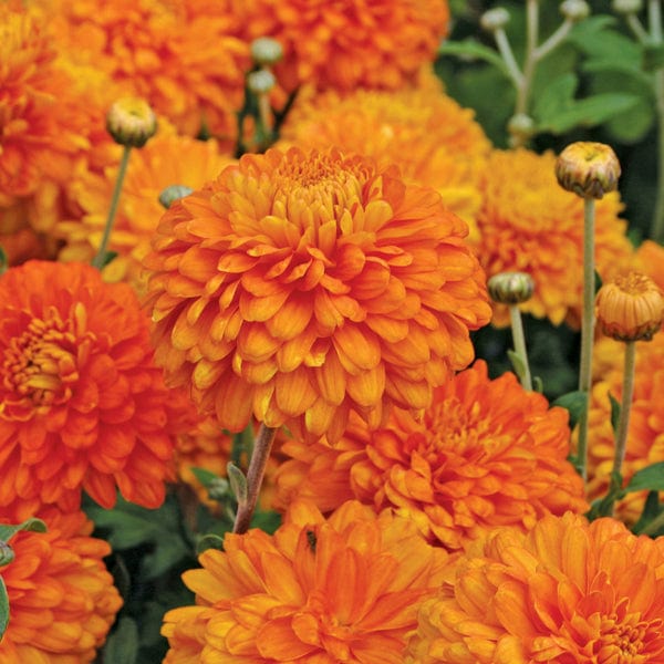 Potted Chrysanthemums