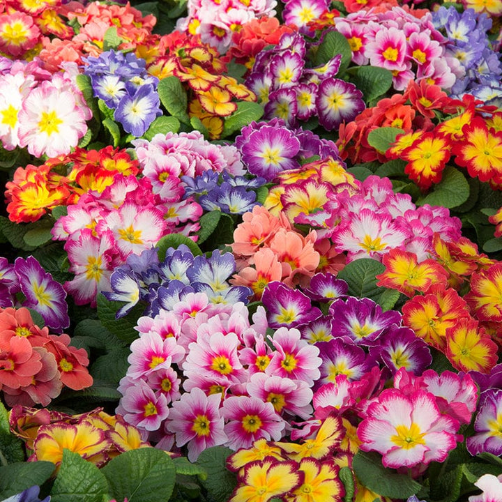 Primula Alaska Mix Bicolour