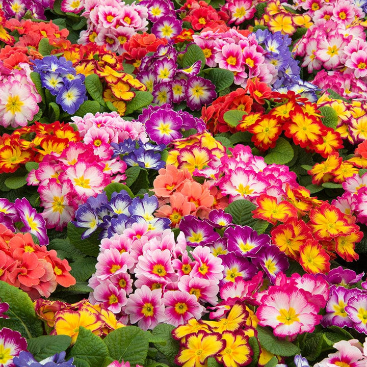 Primula Alaska Mix Bicolour