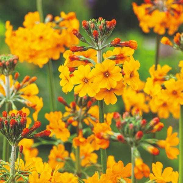 Primula Bulleyana Flower Plant