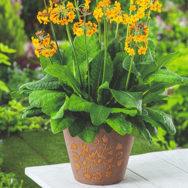 Primula Bulleyana Flower Plant