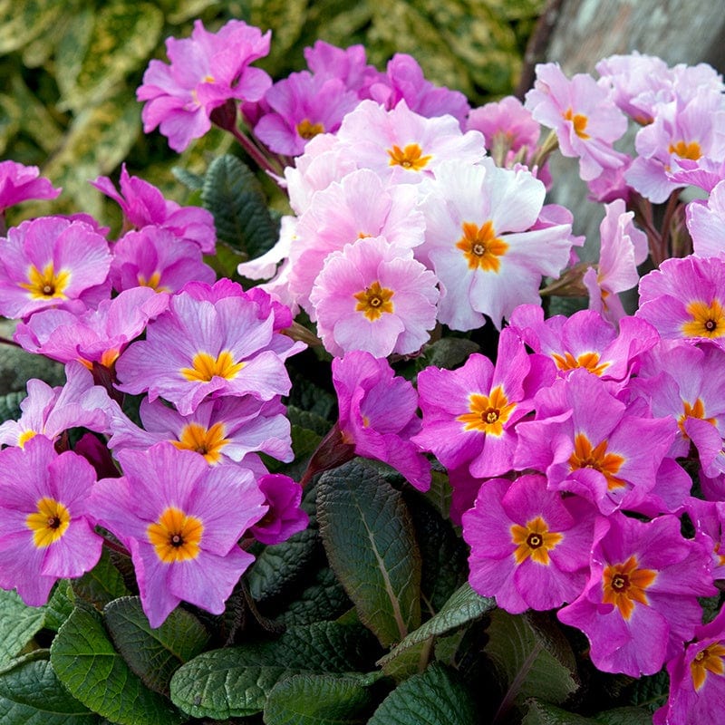 Primula Stella Pink Champagne