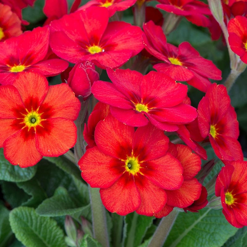 Primula Stella Scarlet Pimpernel