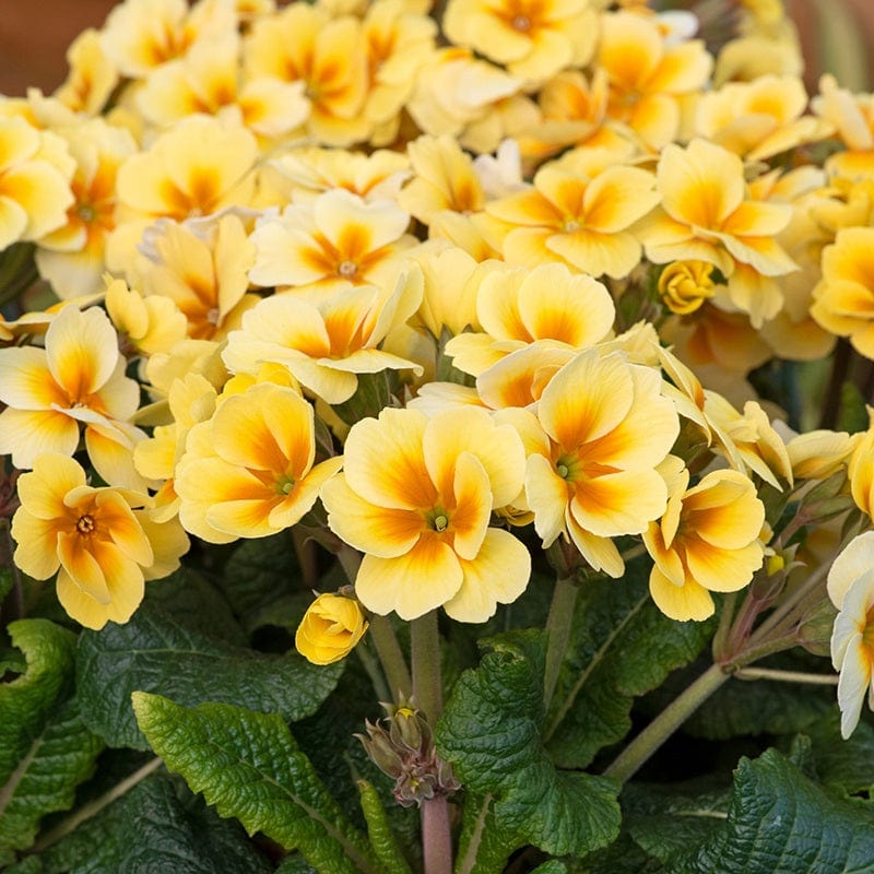 Primula Stella Sunshine