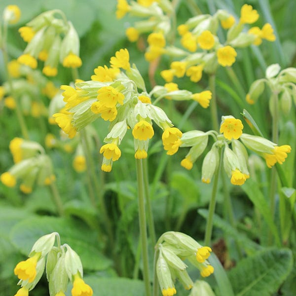 Primula veris AGM