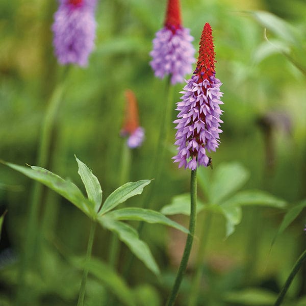 Primula vialii AGM