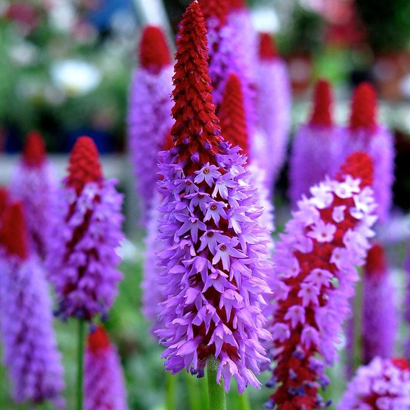 Primula vialii AGM