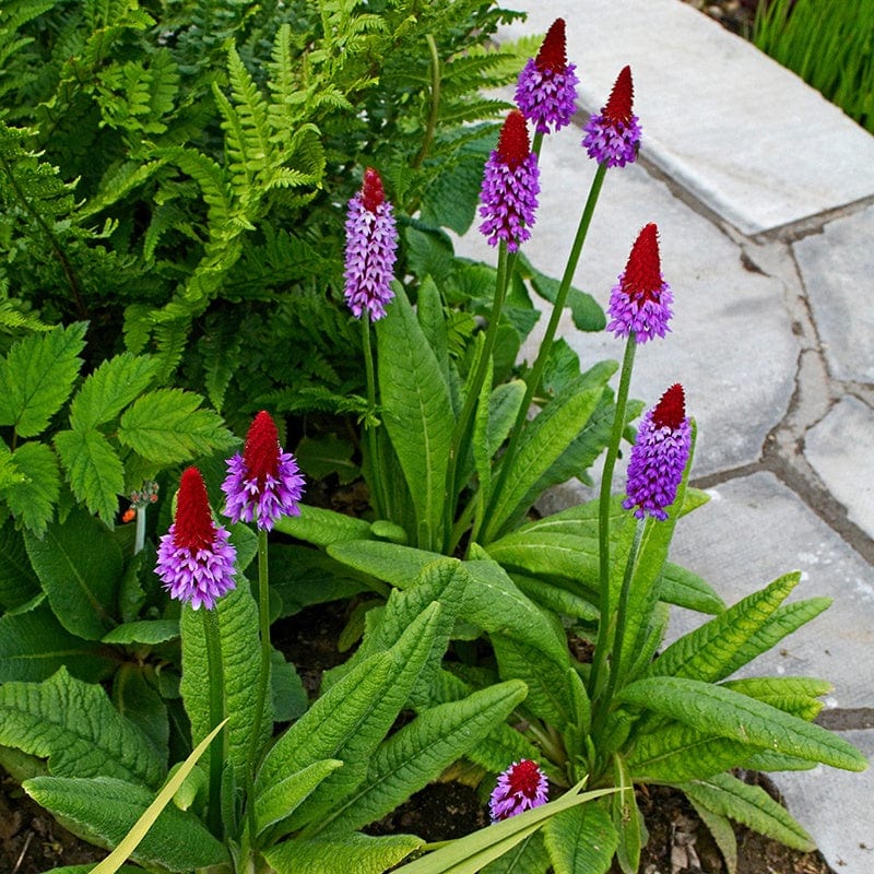 Primula vialii AGM