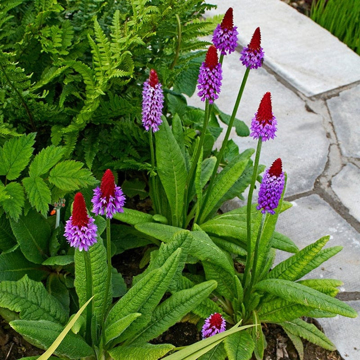 Primula vialii AGM