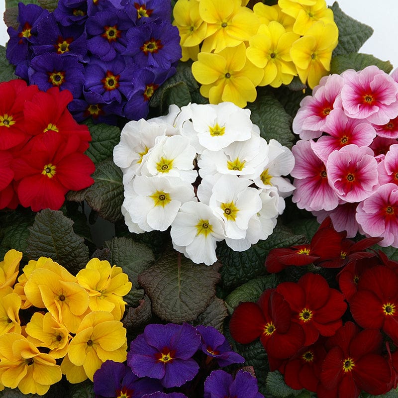 Primula Wanda XP Mix