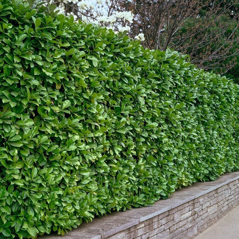 Prunus laurocerasus Rotundifolia Shrub Plants