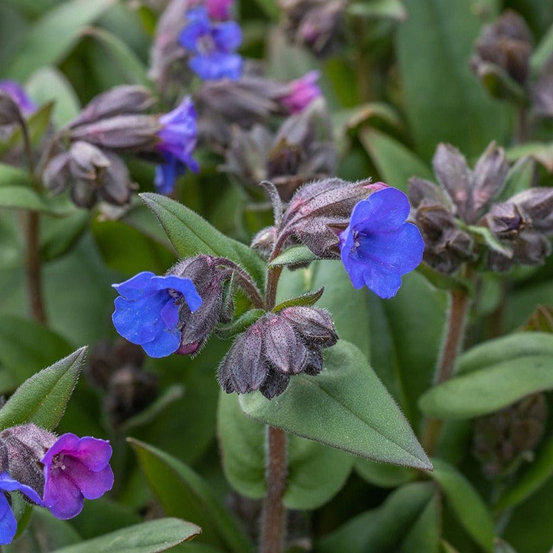 Pulmonaria Blue Ensign