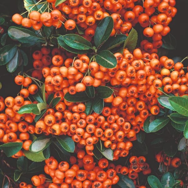 Pyracantha Coccinea Orange Glow Flower Plant