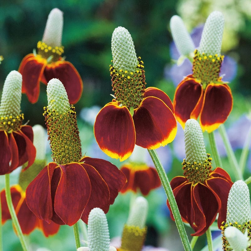 Ratibida (Mexican Hat) Seeds