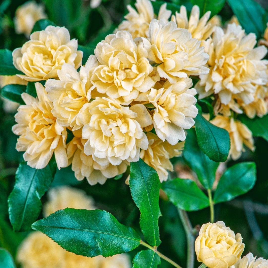 Rosa banksiae Lutea (Yellow Banksian Rose) Plants