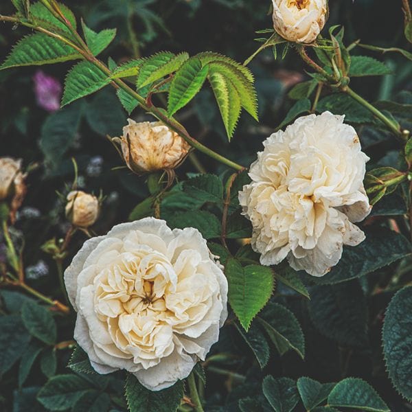 Rose Alba Maxima (Shrub) Bare Root Plants