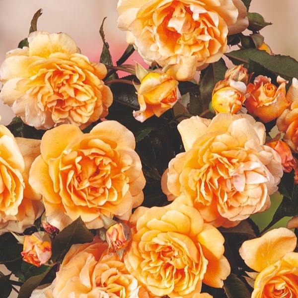 Rose Buff Beauty (Shrub) Bare Root Plants