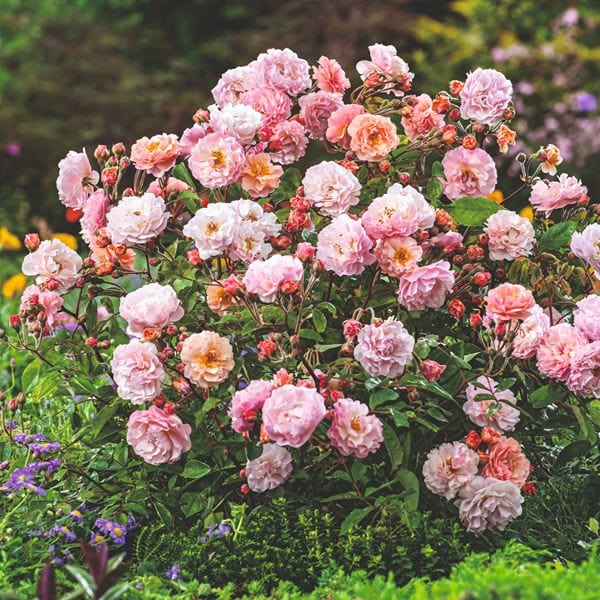 Rose Cornelia (Shrub) Bare Root Plants
