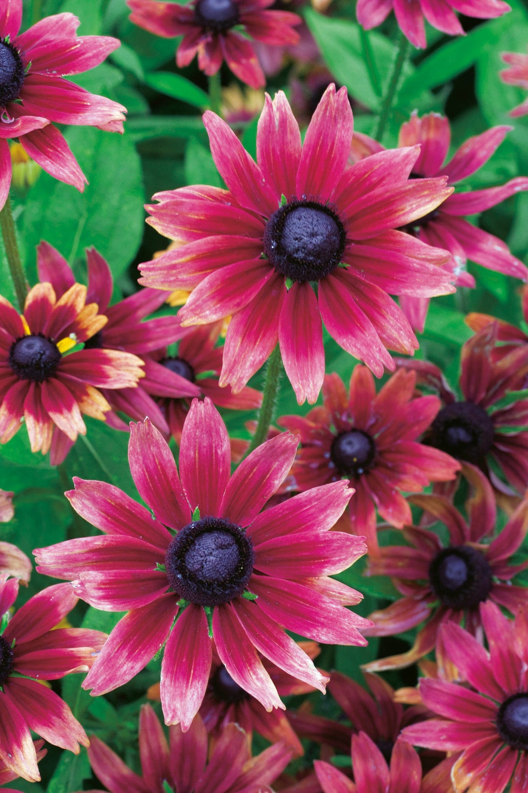 Rudbeckia Cherry Brandy Seeds