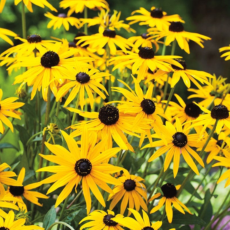 Rudbeckia fulgida Goldsturm