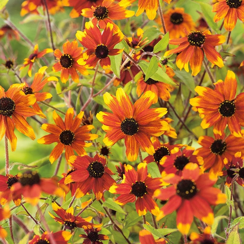 Rudbeckia Prairie Glow