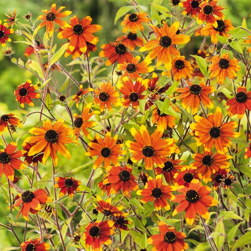 RUDBECKIA Prairie Glow