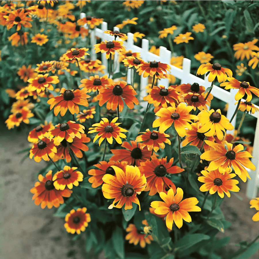 Rudbeckia Rustic Dwarf Seeds