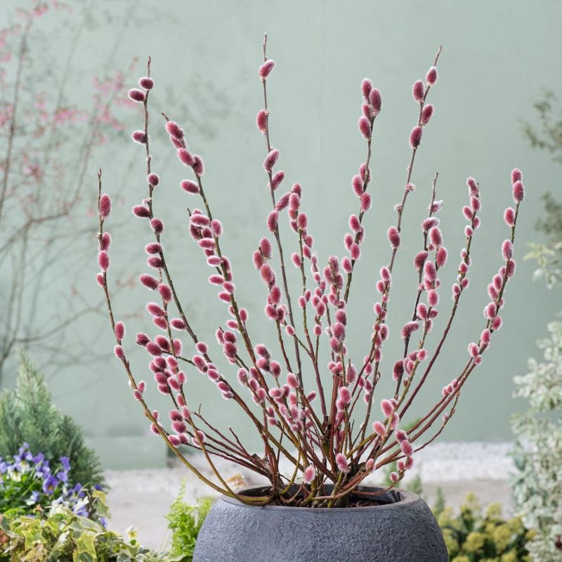 Salix gracilistyla Mount Aso Shrub Plants