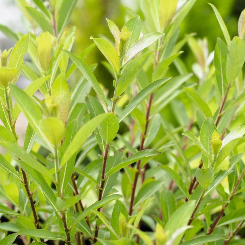 Salix gracilistyla Mount Aso Shrub Plants