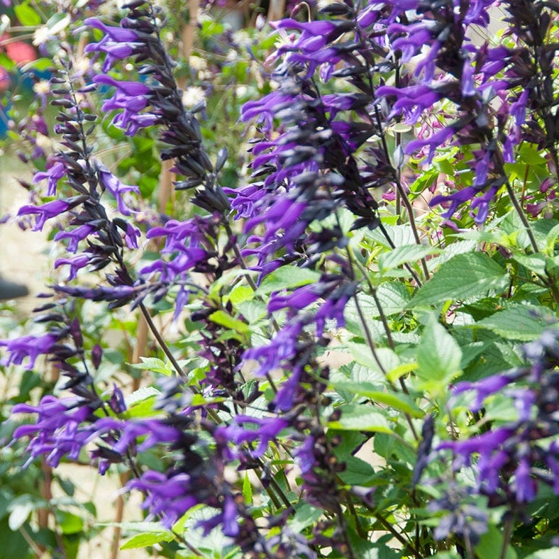 Salvia Amistad