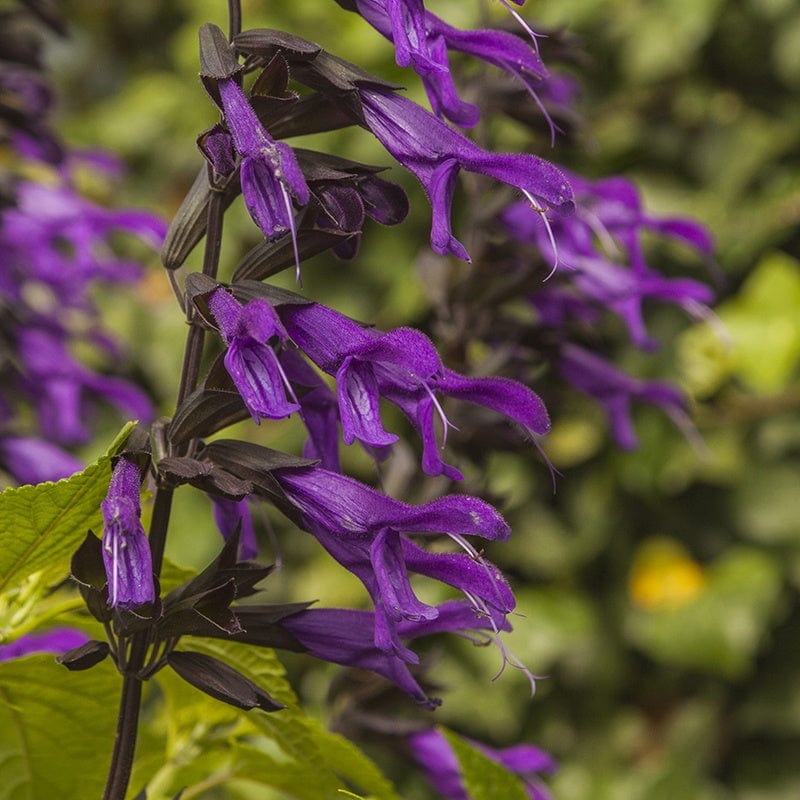 Salvia Amistad