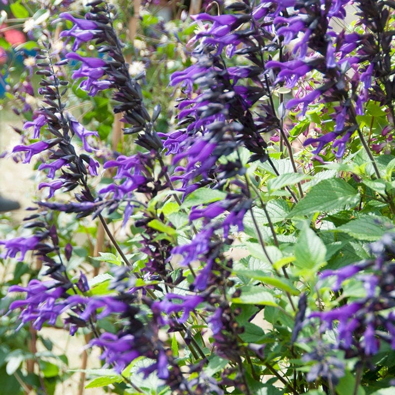 Perennial Plants