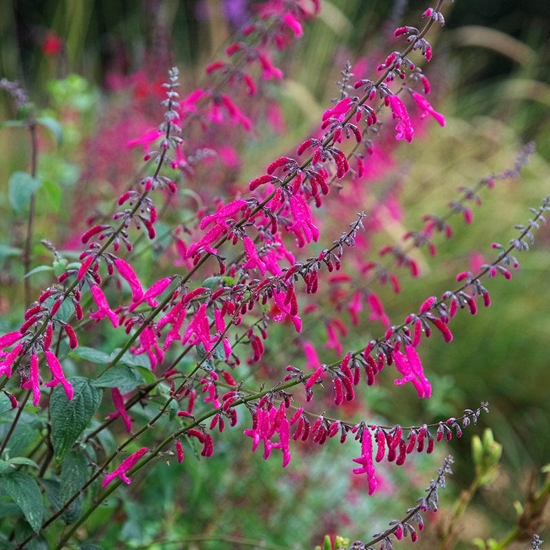 Salvia curviflora