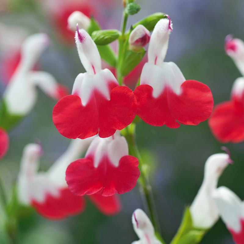 Salvia greggii Hot Lips