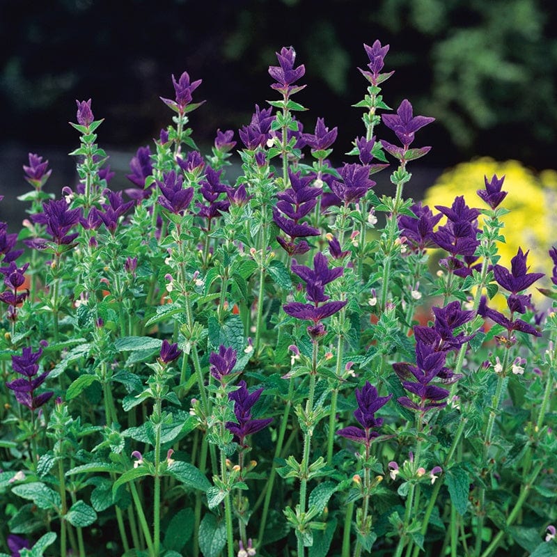 Salvia horminum Oxford Blue