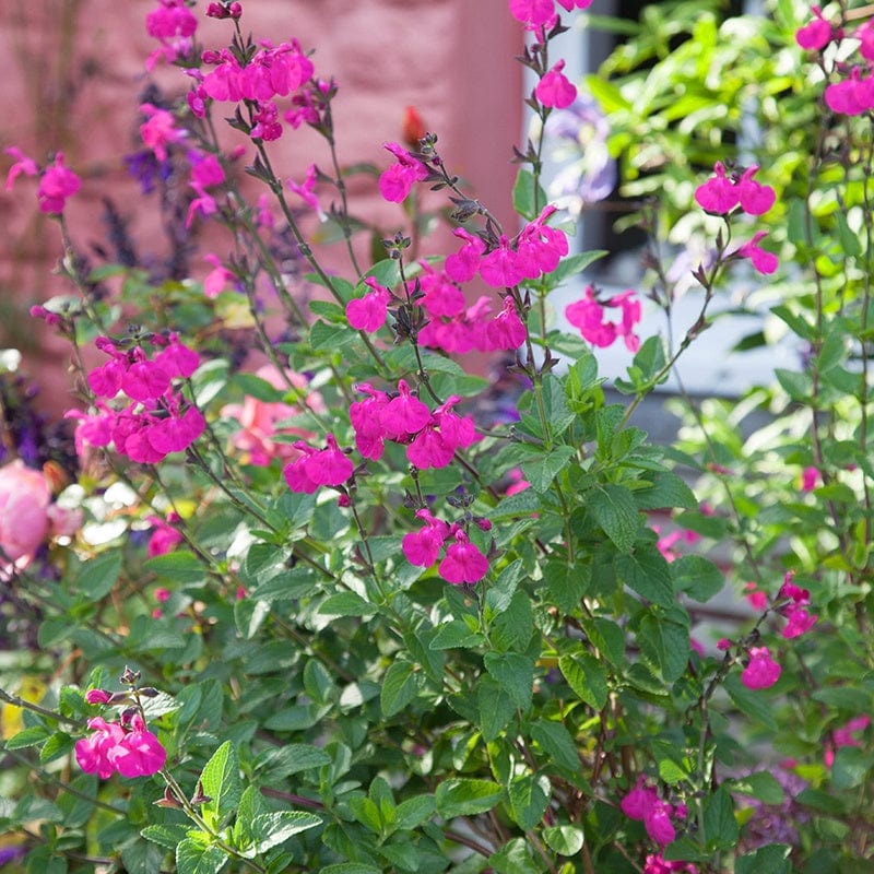 Salvia microphylla Cerro Potosi