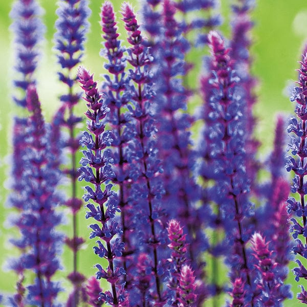 Salvia nemorosa Caradonna