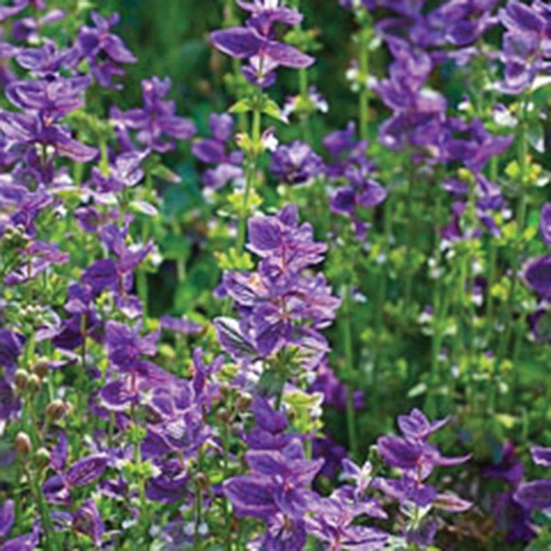 Salvia viridis