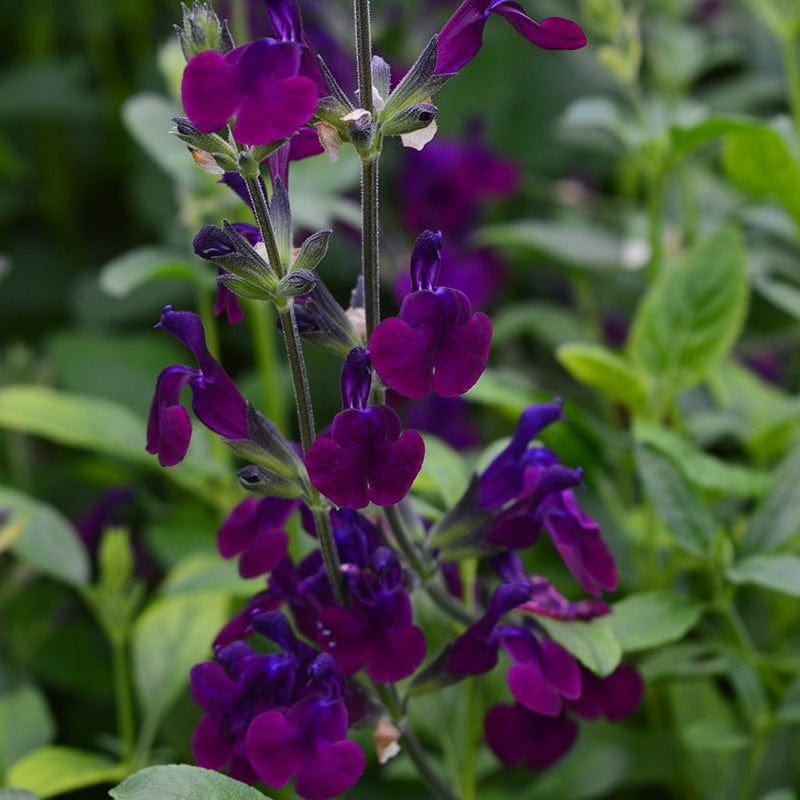 Salvia x jamensis Nachtvlinder