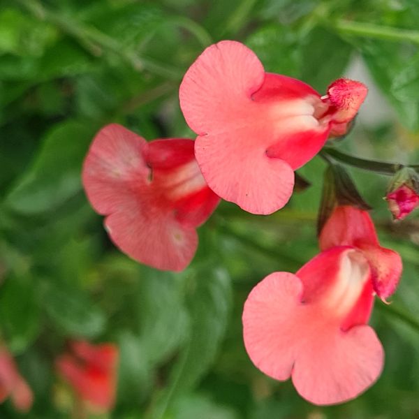 Salvia Royal Salmon Potted Plant