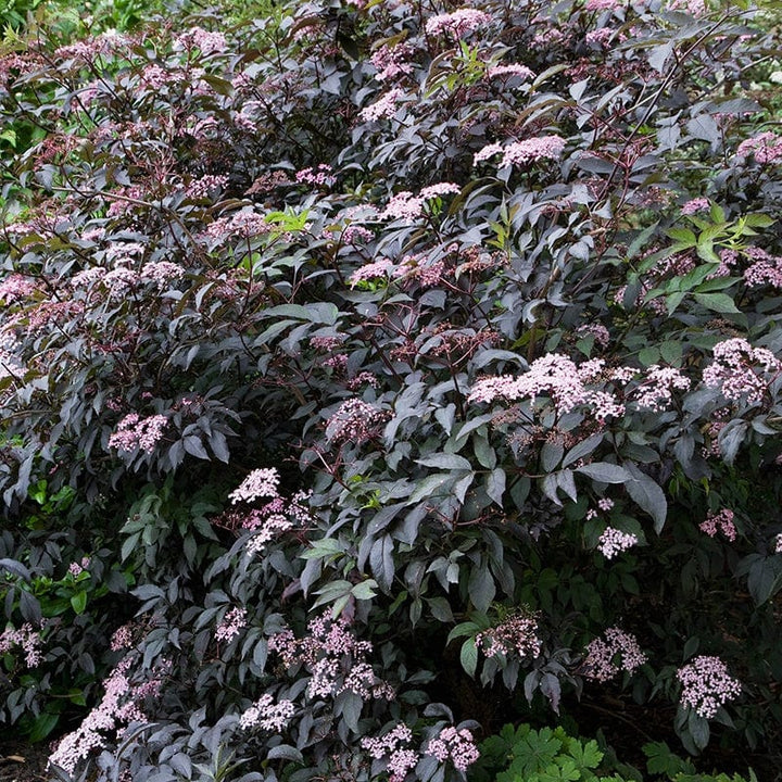 Sambucus nigra f. porphyrophylla Black Tower