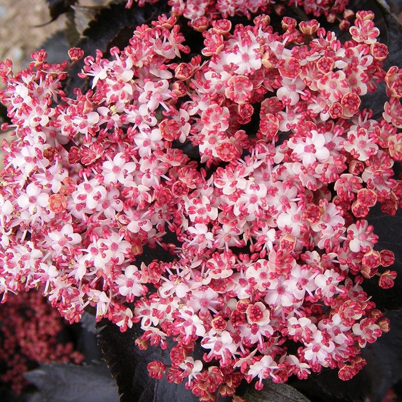 Sambucus nigra f. porphyrophylla Black Tower